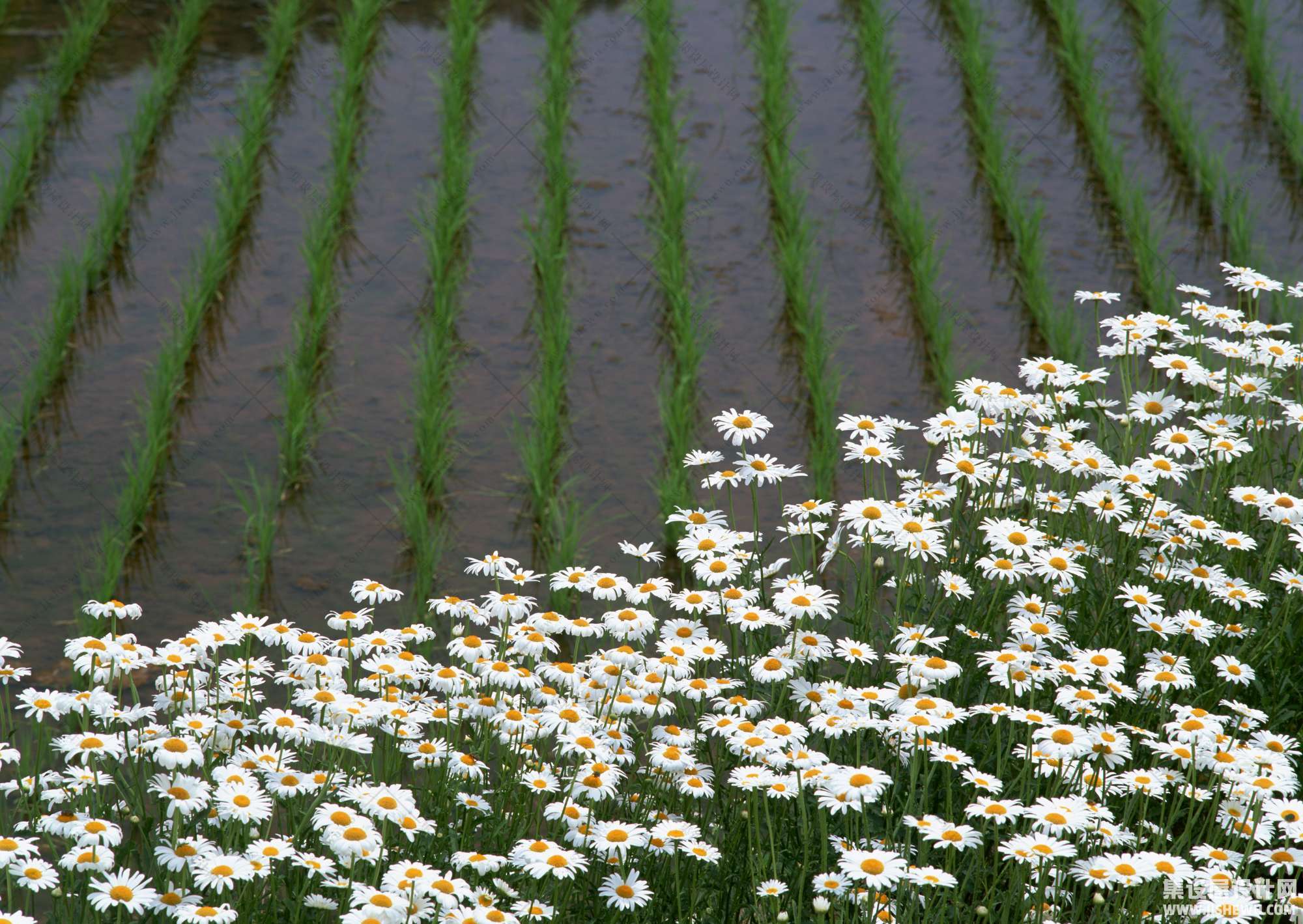 田园风格-1